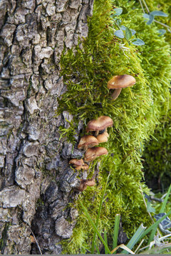 Small mushroom among the moss