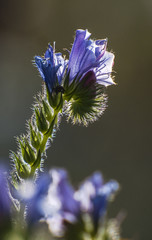 Backlit Purple flowers and leaves,