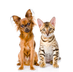 purebred bengal kitten and Russian toy terrier. isolated 