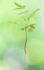 plant d'évi, prunier de cythère, spondias dulcis