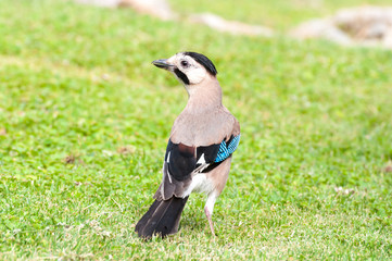 Jay on green grass
