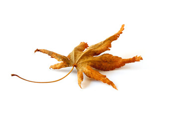 Fototapeta premium Autum leaf