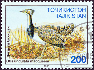MacQueen's Bustard bird (Tajikistan 1995)