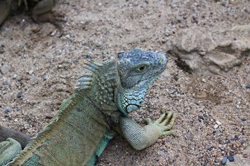 Close Up Green Iguana Head