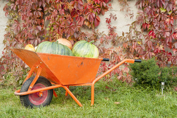 Autumn Pumpkin Harvest