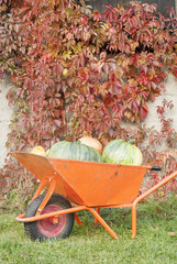 Autumn Pumpkin Harvest
