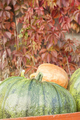 Autumn Pumpkin Harvest