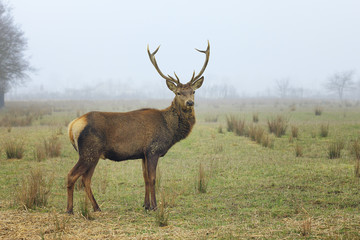 View of red deer