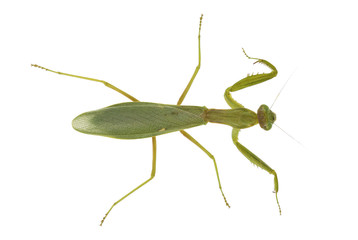praying mantis