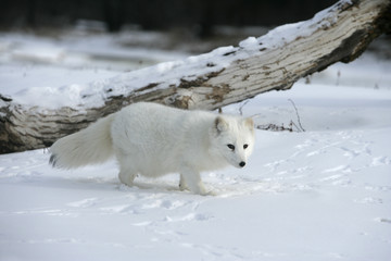 Fototapeta premium Lis polarny, Alopex lagopus