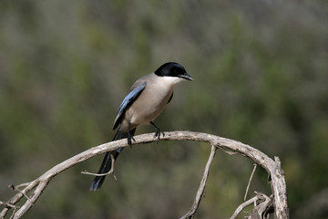 Azure-winged magpie, Cyanopica cyana