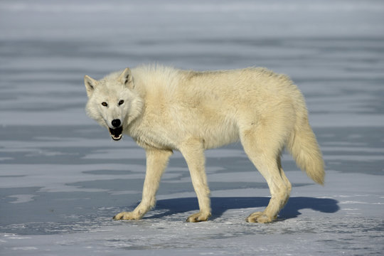 Arctic wolf, Canis lupus arctos