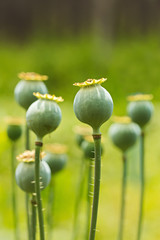 Poppy pods