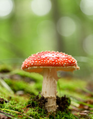 Amanita muscaria