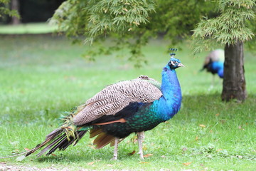 Fototapeta premium peacock in a park