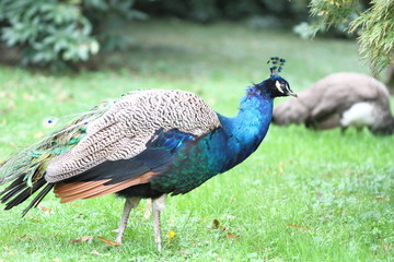 peacock in a park