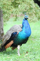 Fototapeta premium peacock in a park