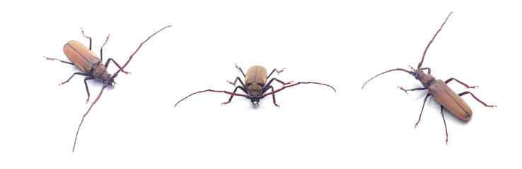beetle