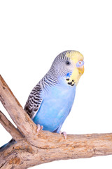 A blue male budgie sitting on a branch, isolated on white
