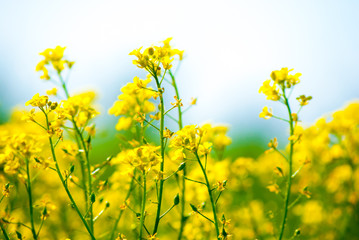 Obraz premium yellow rapeseed oil (canola)