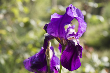 Iris