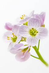 Cuckooflower. Cardamine pratensis