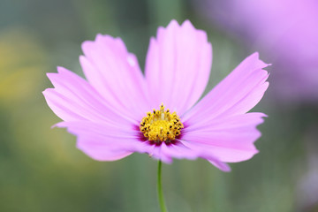 Pink cosmos
