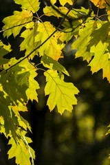 Maple green leafs on the tree during sunny autumn day