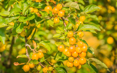 Yellow Crab Apples