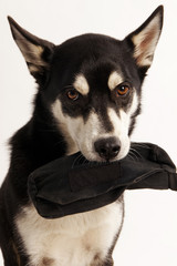 A lovely Husky mix dog is holding his treat bag