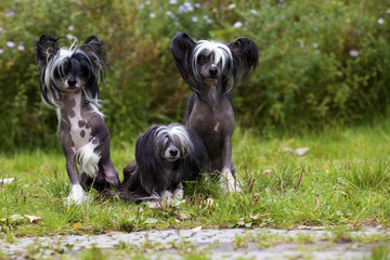 A little group of lovely Chinese Crested Dogs