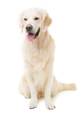 golden retriever dog sitting on isolated white