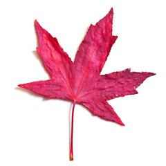 Autumnal maple leaf isolated