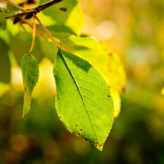 Cherry leaf closeup