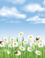 Summer background with chamomile flower field and blue sky