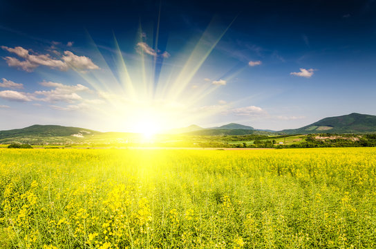 rape field and blue sky