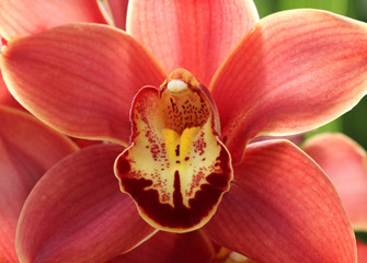Fototapeta na wymiar Red Orchid Close-up