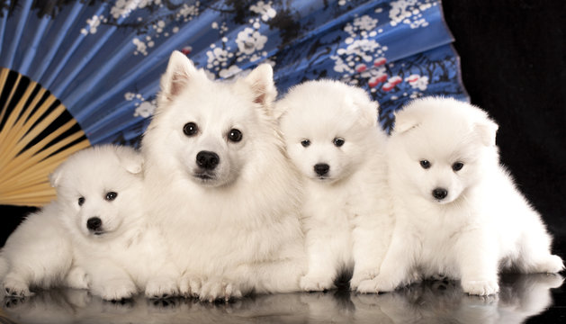448 Best Japanese Spitz Images Stock Photos Vectors Adobe Stock 448 Best Japanese Spitz Images Stock Photos Vectors Adobe Stock