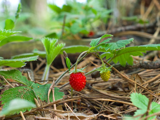 Ripe and unripe strawberry in the forest