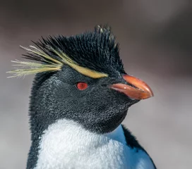 Rolgordijnen rockhopper penguin © javarman