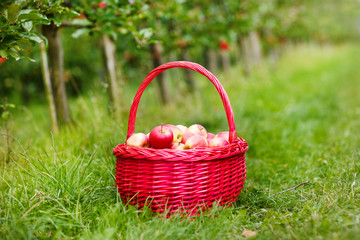 Fototapeta na wymiar Organic red apples in a Basket outdoor. Orchard. Autumn Garden.