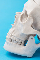 Fototapeta na wymiar 頭蓋骨の模型のアップ