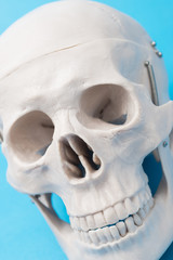 青色の背景に頭蓋骨の人体模型のアップ