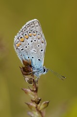 Polyommatus icarus