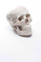 白バックに頭蓋骨