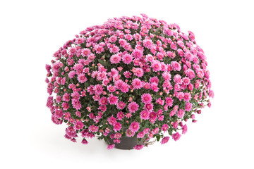 Chrysantheme