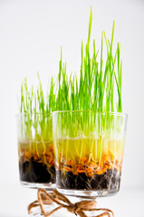 wheat grass close-up in a bowl