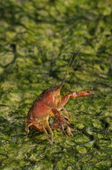 Gambero rosso della Luisiana