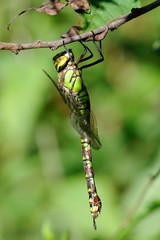 Aeshna cyanea, femmina
