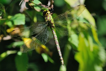 Aeshna cyanea, femmina